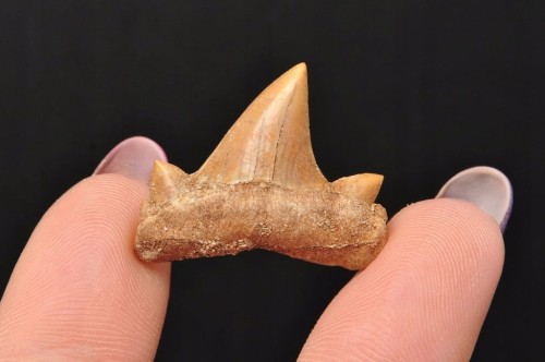 * ZĄB REKINA MAROKO ORYGINALNY ZĄB BARDZO CIEMNA BARWA NR 7 *