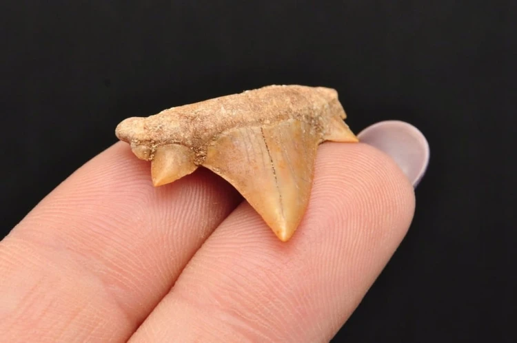 * ZĄB REKINA MAROKO ORYGINALNY ZĄB BARDZO CIEMNA BARWA NR 7 *