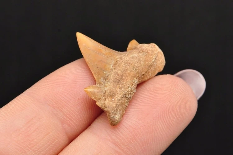 * ZĄB REKINA MAROKO ORYGINALNY ZĄB BARDZO CIEMNA BARWA NR 7 *