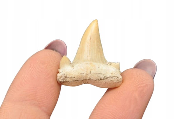 * ZĄB REKINA MAROKO ORYGINALNY ZĄB SUROWA SKAMIELINA NR 6 *