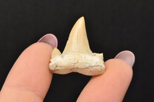 * ZĄB REKINA MAROKO ORYGINALNY ZĄB SUROWA SKAMIELINA NR 6 *