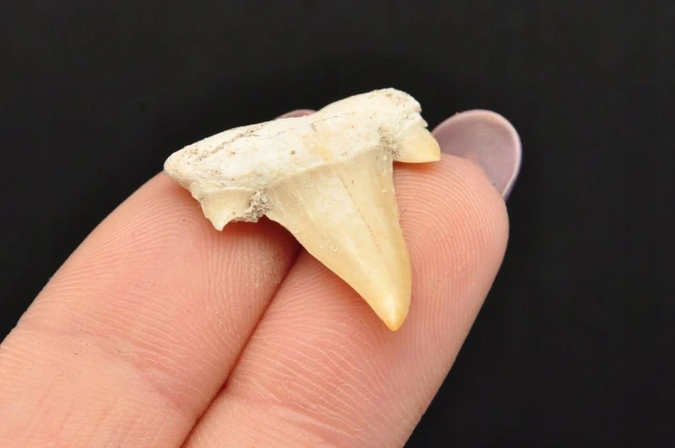 * ZĄB REKINA MAROKO ORYGINALNY ZĄB SUROWA SKAMIELINA NR 6 *