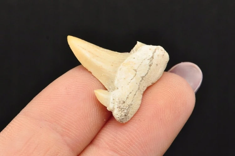 * ZĄB REKINA MAROKO ORYGINALNY ZĄB SUROWA SKAMIELINA NR 6 *