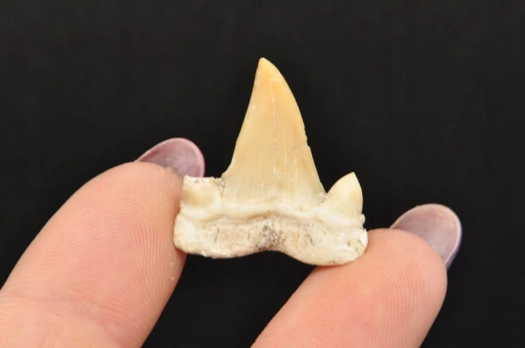 * ZĄB REKINA MAROKO ORYGINALNY ZĄB SUROWA SKAMIELINA NR 6 *