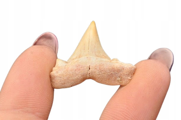 * ZĄB REKINA MAROKO ORYGINALNY ZĄB DOSKONAŁY DO KOLEKCJI NR 4 *