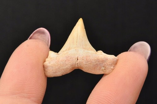 * ZĄB REKINA MAROKO ORYGINALNY ZĄB DOSKONAŁY DO KOLEKCJI NR 4 *