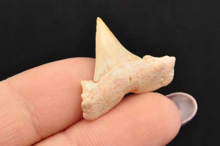 * ZĄB REKINA MAROKO ORYGINALNY ZĄB DOSKONAŁY DO KOLEKCJI NR 4 *