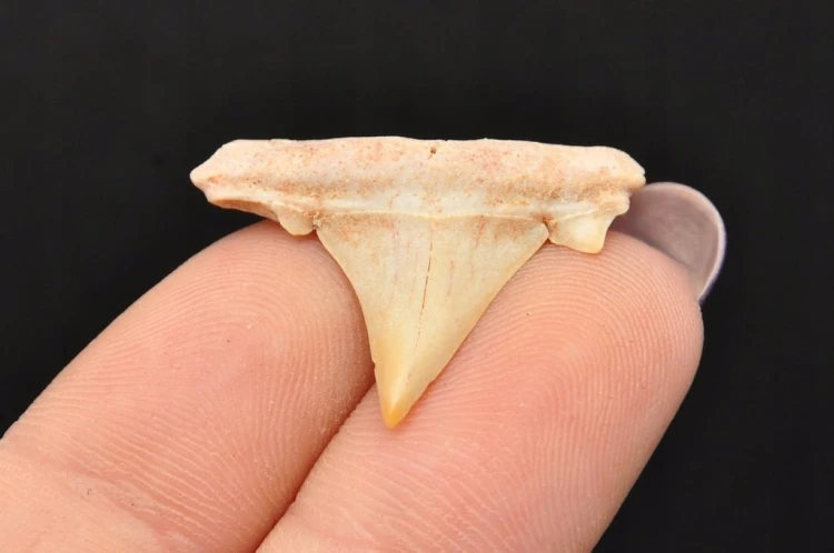 * ZĄB REKINA MAROKO ORYGINALNY ZĄB DOSKONAŁY DO KOLEKCJI NR 4 *