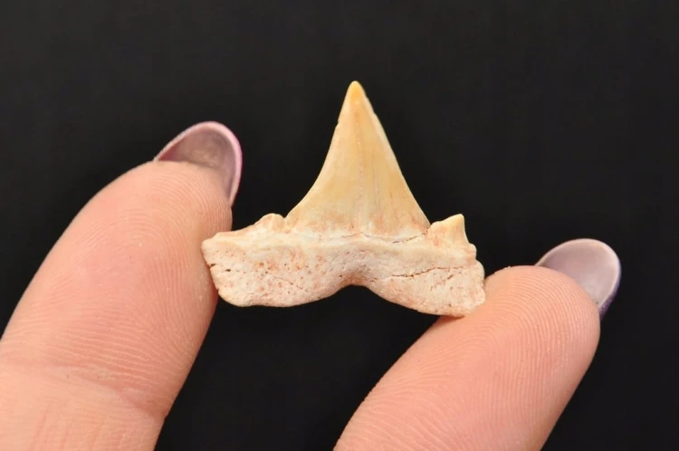 * ZĄB REKINA MAROKO ORYGINALNY ZĄB DOSKONAŁY DO KOLEKCJI NR 4 *