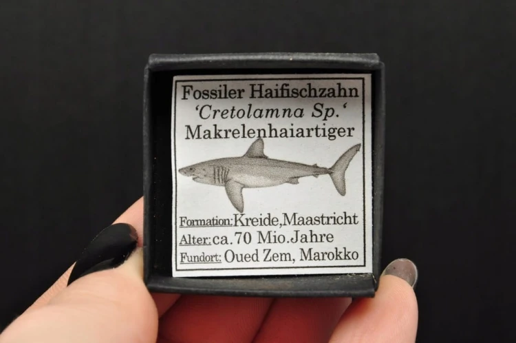 * ZĄB REKINA MAROKO ORYGINALNY ZĄB DOSKONAŁY DO KOLEKCJI NR 4 *