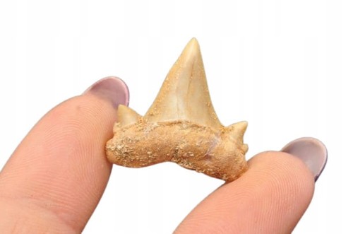 * ZĄB REKINA MAROKO PIĘKNY NATURALNY ZĄB SUROWY OKAZ JAKO OZDOBA NR 1 *