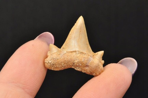 * ZĄB REKINA MAROKO PIĘKNY NATURALNY ZĄB SUROWY OKAZ JAKO OZDOBA NR 1 *