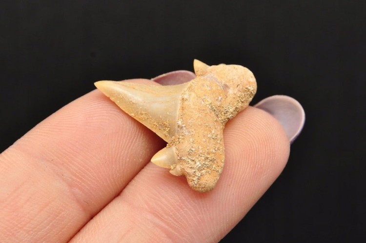 * ZĄB REKINA MAROKO PIĘKNY NATURALNY ZĄB SUROWY OKAZ JAKO OZDOBA NR 1 *