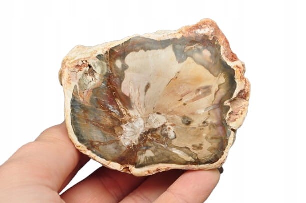 * SKAMIENIAŁE DREWNO PIENIEK PIĘKNY MINERAŁ CIEKAWY WZÓR NR 2 *