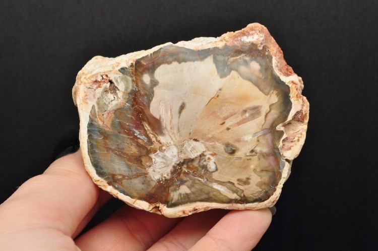 * SKAMIENIAŁE DREWNO PIENIEK PIĘKNY MINERAŁ CIEKAWY WZÓR NR 2 *