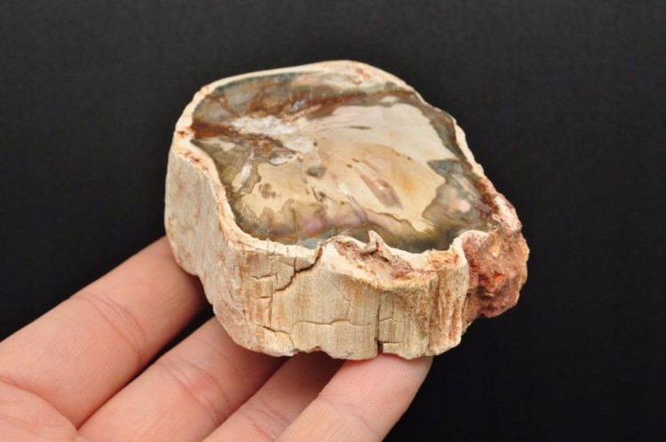 * SKAMIENIAŁE DREWNO PIENIEK PIĘKNY MINERAŁ CIEKAWY WZÓR NR 2 *