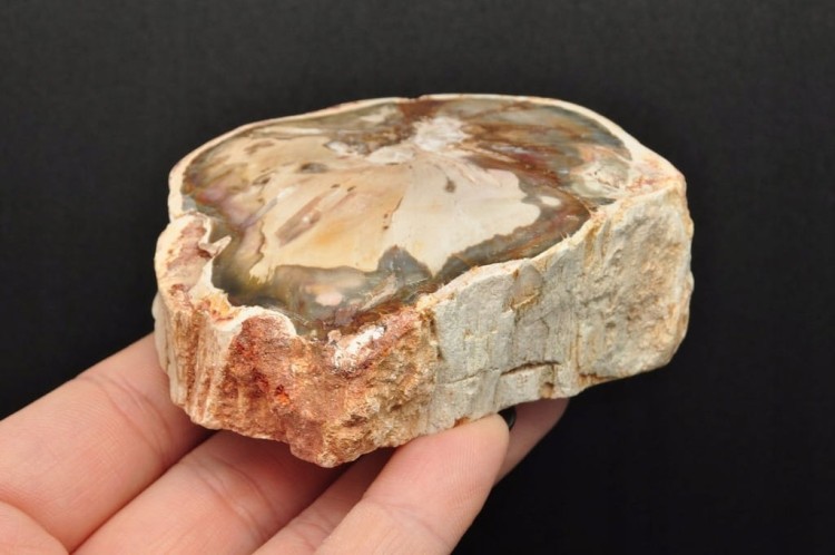 * SKAMIENIAŁE DREWNO PIENIEK PIĘKNY MINERAŁ CIEKAWY WZÓR NR 2 *