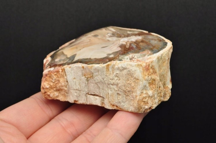 * SKAMIENIAŁE DREWNO PIENIEK PIĘKNY MINERAŁ CIEKAWY WZÓR NR 2 *