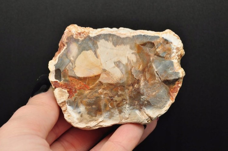 * SKAMIENIAŁE DREWNO PIENIEK PIĘKNY MINERAŁ CIEKAWY WZÓR NR 2 *