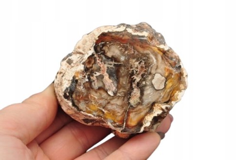 * SKAMIENIAŁE DREWNO PIENIEK JEDNOSTRONNIE POLEROWANY MINERAŁ NR 1 *