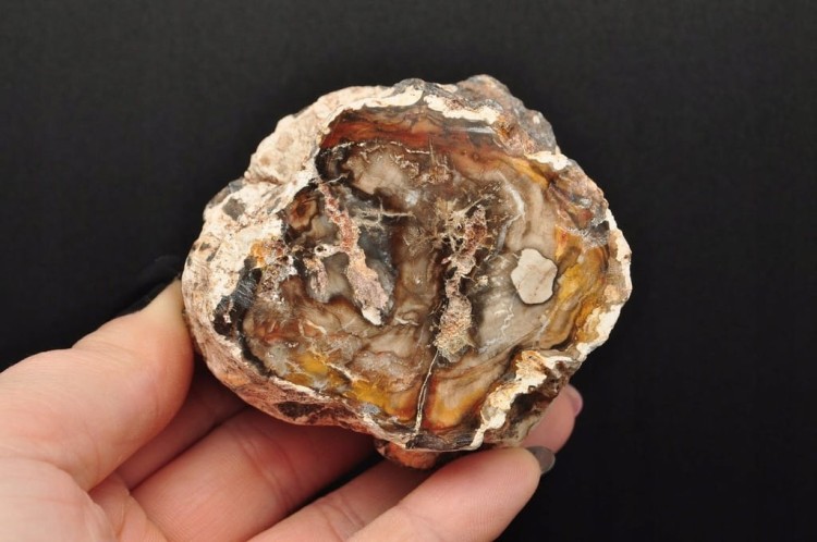 * SKAMIENIAŁE DREWNO PIENIEK JEDNOSTRONNIE POLEROWANY MINERAŁ NR 1 *