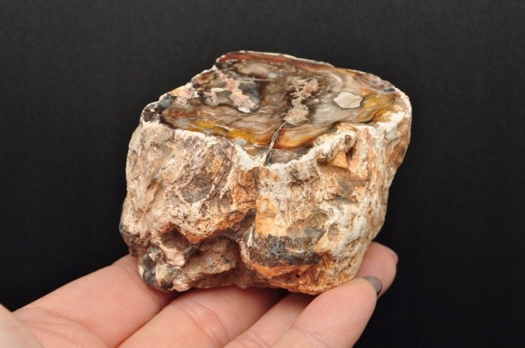 * SKAMIENIAŁE DREWNO PIENIEK JEDNOSTRONNIE POLEROWANY MINERAŁ NR 1 *