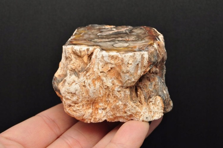 * SKAMIENIAŁE DREWNO PIENIEK JEDNOSTRONNIE POLEROWANY MINERAŁ NR 1 *