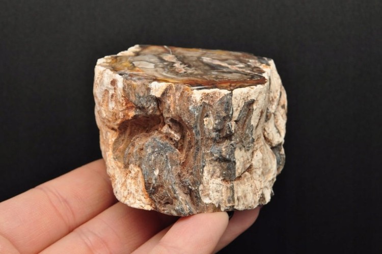 * SKAMIENIAŁE DREWNO PIENIEK JEDNOSTRONNIE POLEROWANY MINERAŁ NR 1 *