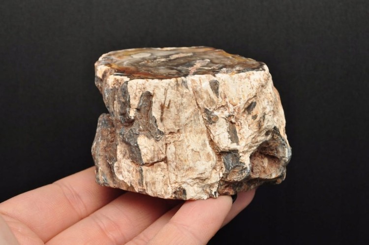 * SKAMIENIAŁE DREWNO PIENIEK JEDNOSTRONNIE POLEROWANY MINERAŁ NR 1 *