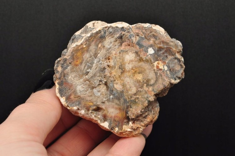 * SKAMIENIAŁE DREWNO PIENIEK JEDNOSTRONNIE POLEROWANY MINERAŁ NR 1 *