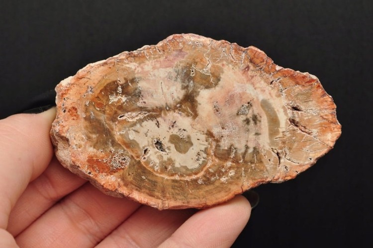 * SKAMIENIAŁE DREWNO PLASTER PIĘKNY BRĄZOWY KOLOR ŚWIETNY POŁSYK NR 6 *