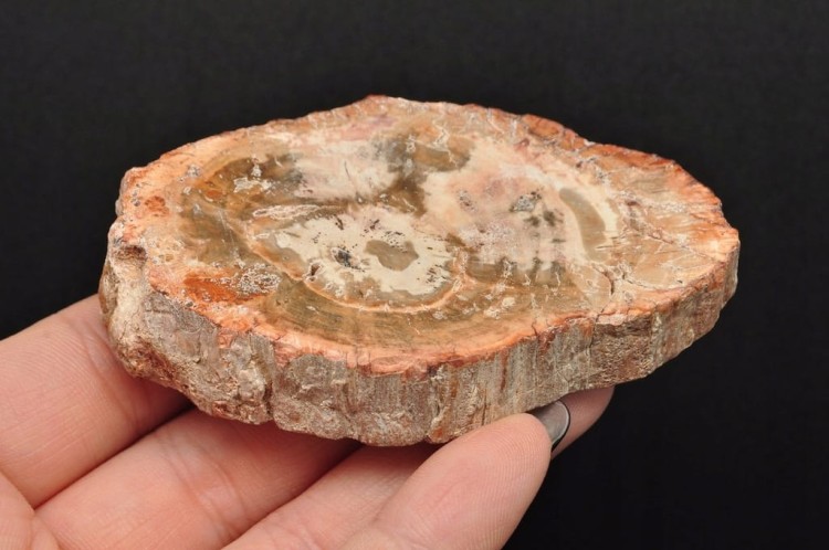 * SKAMIENIAŁE DREWNO PLASTER PIĘKNY BRĄZOWY KOLOR ŚWIETNY POŁSYK NR 6 *