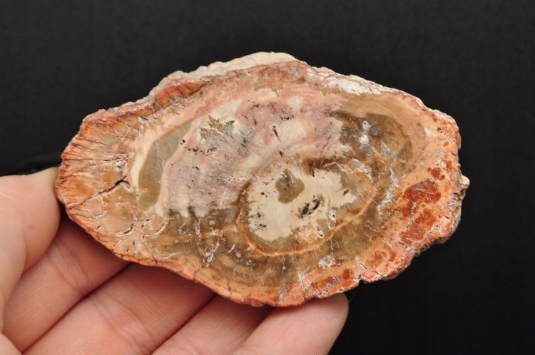 * SKAMIENIAŁE DREWNO PLASTER PIĘKNY BRĄZOWY KOLOR ŚWIETNY POŁSYK NR 6 *