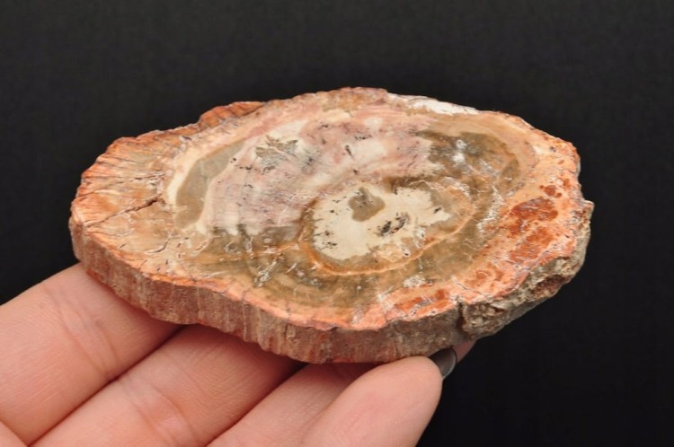 * SKAMIENIAŁE DREWNO PLASTER PIĘKNY BRĄZOWY KOLOR ŚWIETNY POŁSYK NR 6 *