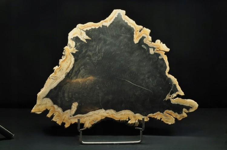 * SKAMIENIAŁE DREWNO INDONEZJA CIEMNA BARWA INTERESUJĄCY DUŻY OKAZ NR 3 *