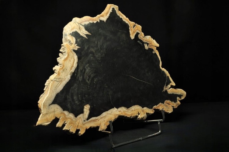 * SKAMIENIAŁE DREWNO INDONEZJA CIEMNA BARWA INTERESUJĄCY DUŻY OKAZ NR 3 *