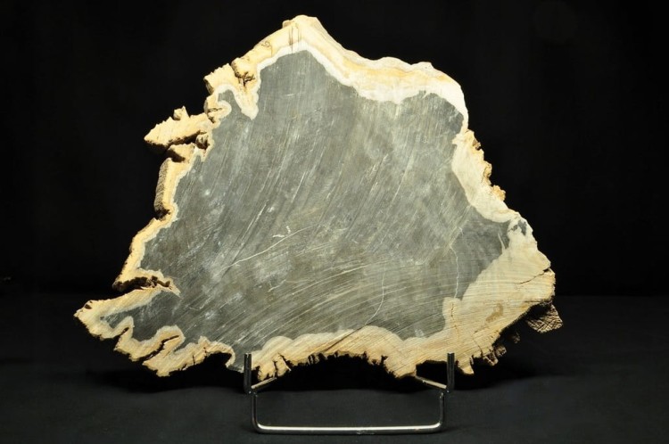 * SKAMIENIAŁE DREWNO INDONEZJA CIEMNA BARWA INTERESUJĄCY DUŻY OKAZ NR 3 *