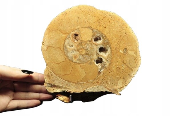 * AMONIT BOLĘCIN POLSKA AMONIT PRZECIĘTY NA PÓŁ DOSKONALE ZACHOWANY NR 1A *