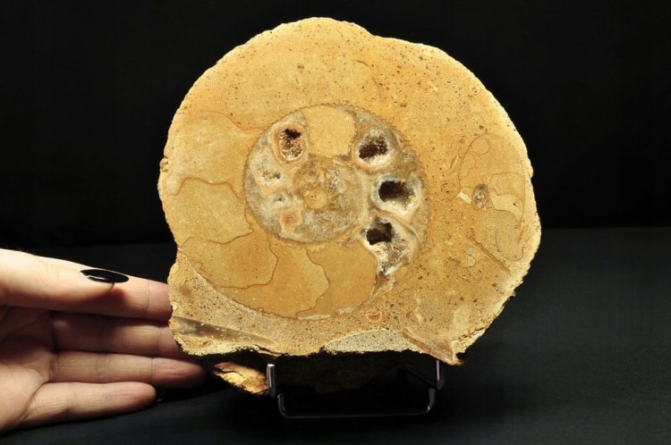 * AMONIT BOLĘCIN POLSKA AMONIT PRZECIĘTY NA PÓŁ DOSKONALE ZACHOWANY NR 1A *