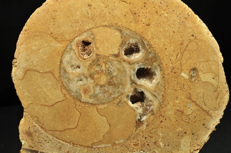 * AMONIT BOLĘCIN POLSKA AMONIT PRZECIĘTY NA PÓŁ DOSKONALE ZACHOWANY NR 1A *