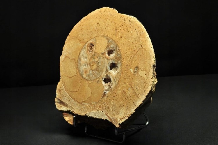 * AMONIT BOLĘCIN POLSKA AMONIT PRZECIĘTY NA PÓŁ DOSKONALE ZACHOWANY NR 1A *