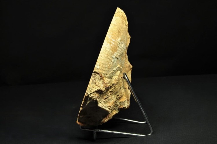 * AMONIT BOLĘCIN POLSKA AMONIT PRZECIĘTY NA PÓŁ DOSKONALE ZACHOWANY NR 1A *