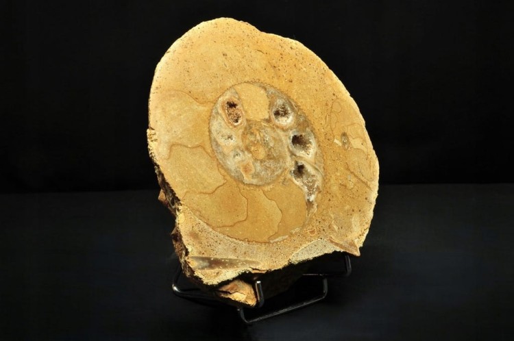 * AMONIT BOLĘCIN POLSKA AMONIT PRZECIĘTY NA PÓŁ DOSKONALE ZACHOWANY NR 1A *