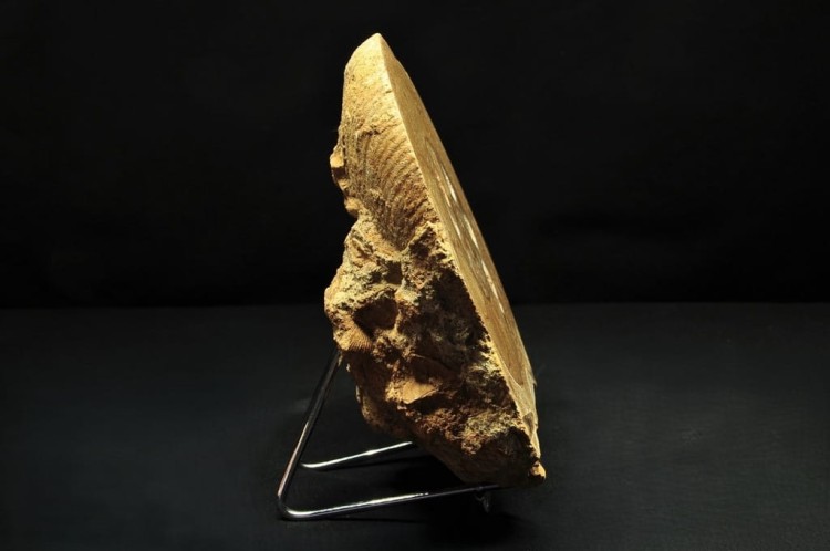 * AMONIT BOLĘCIN POLSKA AMONIT PRZECIĘTY NA PÓŁ DOSKONALE ZACHOWANY NR 1A *