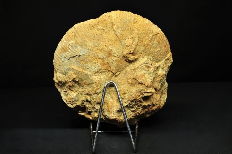 * AMONIT BOLĘCIN POLSKA AMONIT PRZECIĘTY NA PÓŁ DOSKONALE ZACHOWANY NR 1A *