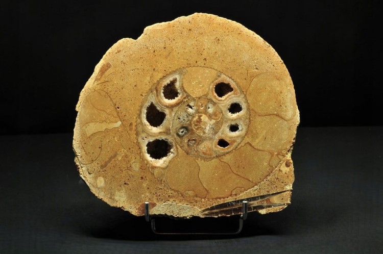 * AMONIT BOLĘCIN POLSKA AMONIT PRZECIĘTY NA PÓŁ DOSKONALE ZACHOWANY NR 1A *