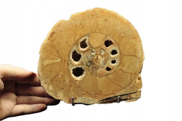 * AMONIT BOLĘCIN POLSKA AMONIT POŁÓWKA AMONITA PIĘKNE KOMORY NR 1B *