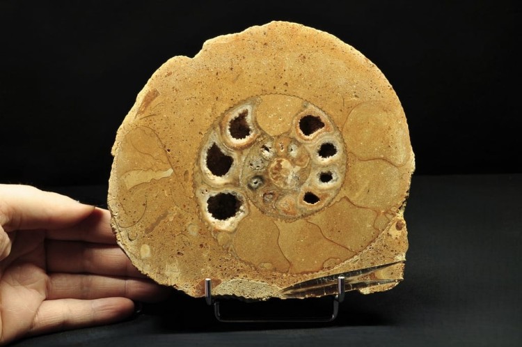 * AMONIT BOLĘCIN POLSKA AMONIT POŁÓWKA AMONITA PIĘKNE KOMORY NR 1B *