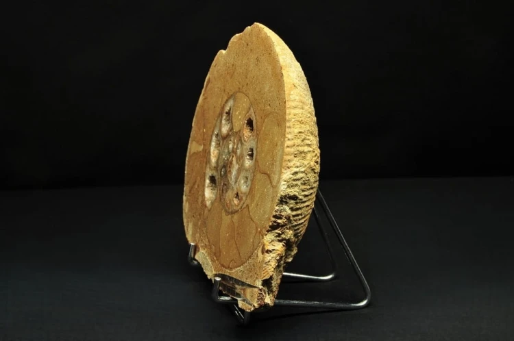 * AMONIT BOLĘCIN POLSKA AMONIT POŁÓWKA AMONITA PIĘKNE KOMORY NR 1B *