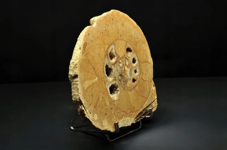 * AMONIT BOLĘCIN POLSKA AMONIT POŁÓWKA AMONITA PIĘKNE KOMORY NR 1B *